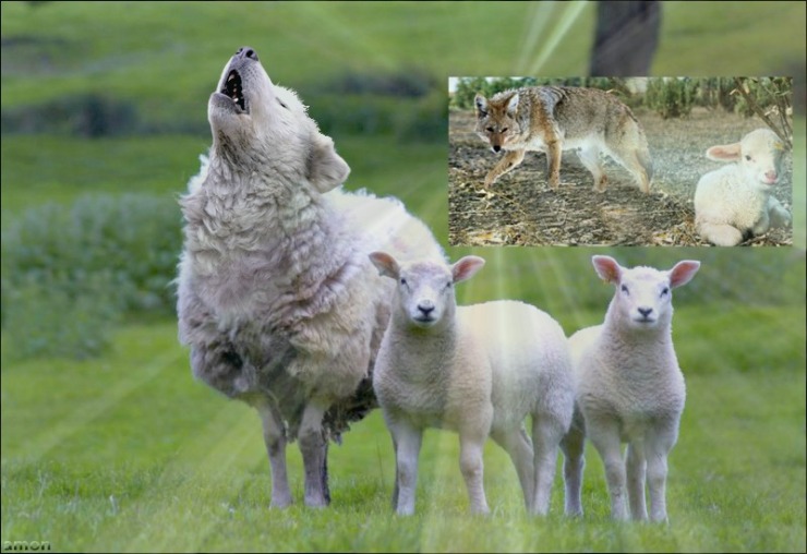 wolf in sheeps clothing1